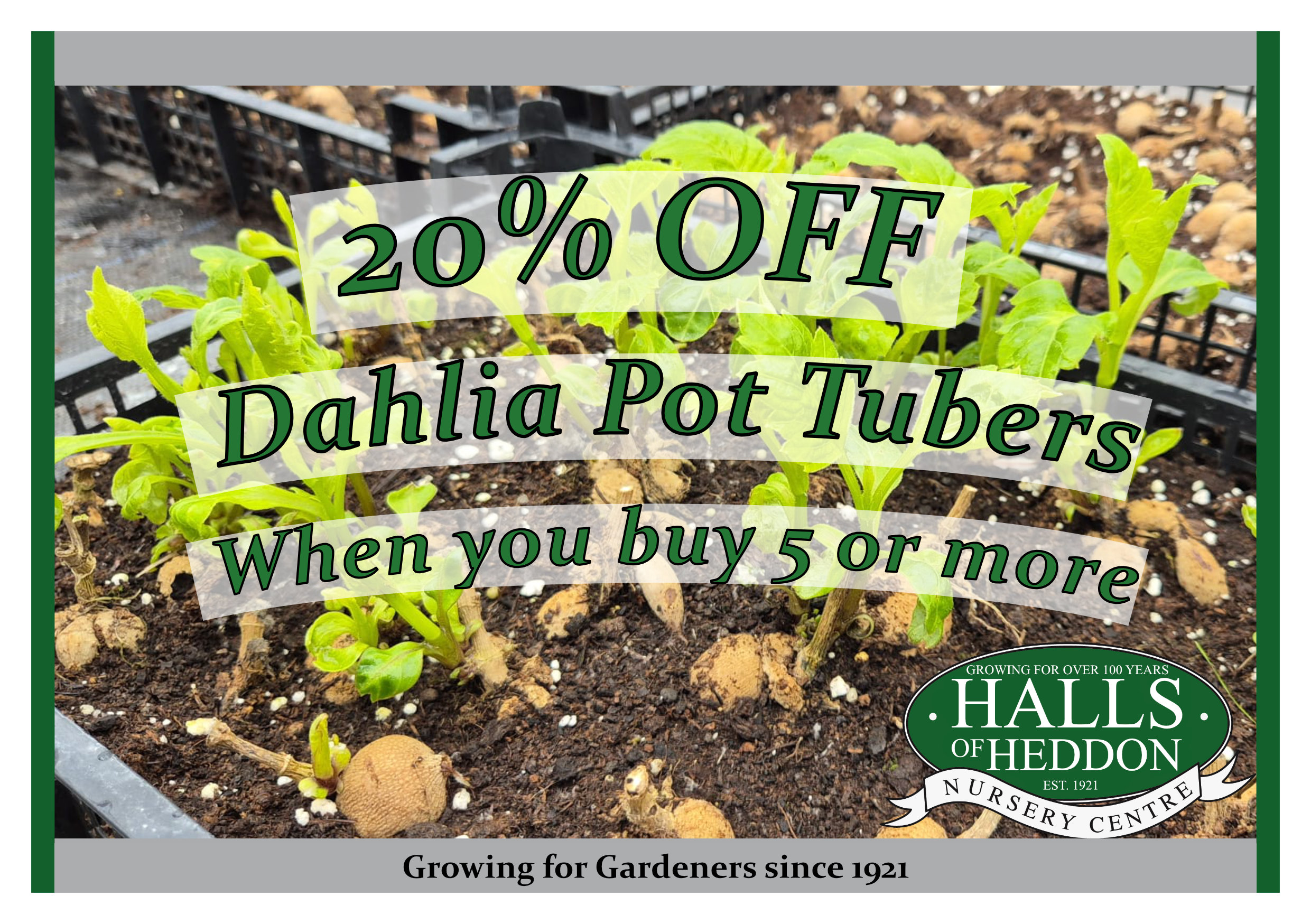 Mad March Dahlia Pot Tuber Sale